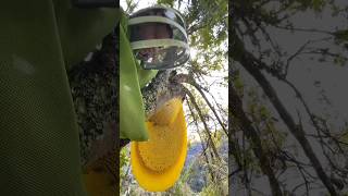 Harvesting honey from beehive Like a Rockstar 🐝 EP52 trending satisfying shorts HunniBeeASMR [upl. by Matt]