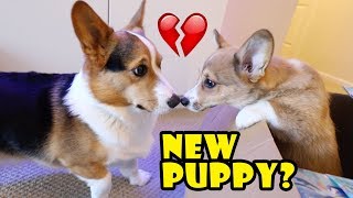 Surprising My Dog wa Corgi Puppy Doesnt go well  Life After College Ep 588 [upl. by Kinchen19]