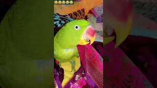 Bhai ne bhai ka pardafash Kiya 🦜😂😂😂 comedy funny viralPikuuandfamily 💚 [upl. by Fan]