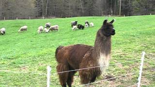 Llama Herding ORIGINAL [upl. by Dominic]