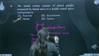 The neural system consists of paired ganglia connected by lateral nerve to a double ventral nerv [upl. by Zack]