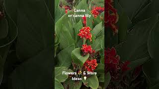 Canna or canna lily  Flowers 💐 amp More Ideas 💡 [upl. by Enimsaj]