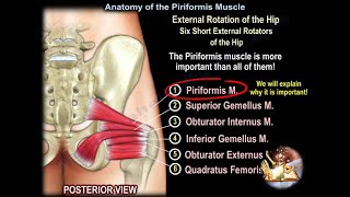 Anatomy of the Piriformis Muscle  Everything You Need To Know  Dr Nabil Ebraheim [upl. by Aharon]