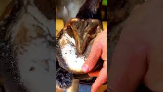 swolfendenn horseshoe hoof farrier restoration horse asmr satisfying [upl. by Anees]