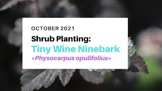 Planting a Tiny Wine Ninebark 🪴🪴🪴 [upl. by Anuahs]