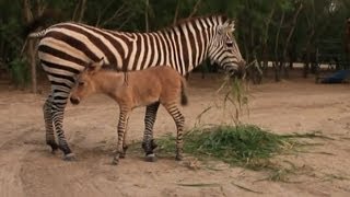 Rare zonkey born at Mexican zoo [upl. by Chevy]