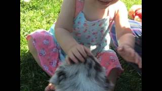 Rangeline Ranch Australian Shepherd Puppies [upl. by Schulein89]