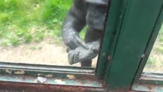 Clever Chimpanzee Asks Zoo Visitors To Free Him [upl. by Ielak621]