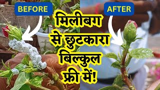 मिनटों में पाए मिलीबग से छुटकारा MEALYBUG TREATMENT AT HOMEHOW TO REMOVE MEALYBUG FROM ANY PLANT [upl. by Frick348]