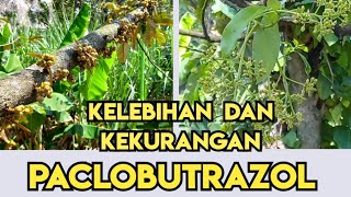 Paclobutrazol Untuk Pembuahan Tanaman [upl. by Levi860]