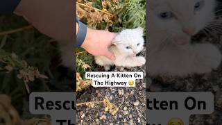 Rescuing A Kitten On The Highway 😢🐱🚙shorts kitten [upl. by Maroney]