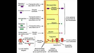 Fisiología humana 118 Sistema digestivo 12 Absorción de nutrientes [upl. by Ahsilrak343]