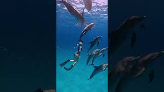 Dolphin season is here🐬🦈🤿🌊shorts youtubeshorts shortsfeed shortvideo viralvideo trending [upl. by Nosiram]