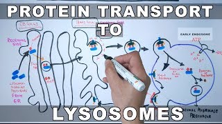 Lysosomal Protein Targeting [upl. by Murage]