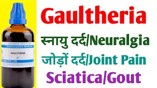 Gaultheria Benefits In Hindi  दर्द और सूजन  गठिया   Sciatica  Gout Rheumatoid Arthritis [upl. by Assehc]