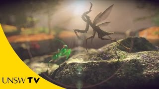 Animation Show  Preying Mantis [upl. by Kcorb]