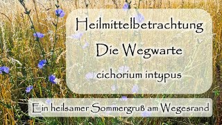 Wegwarte  cichorium intypus  Heilmittelbetrachtung  Dr med Liane PreuMaiwald  Würzburg [upl. by Drucilla]