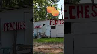 The Peches fruitstand outside of eatonton has become a georgia landmark amp mustsee attraction [upl. by Lorollas]