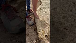 Installing Straw Blankets with a Sod Staple Driver [upl. by Conlon]