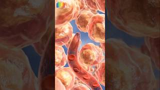 Tumor Angiogenesis [upl. by Ignazio]