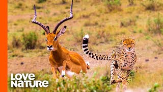 Antelope Narrowly Escapes Cheetah Chase  Predator Perspective  Love Nature [upl. by Eisinger]