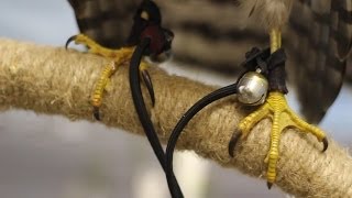 How to Make ParaCord Jesses and Leashes [upl. by Geanine96]