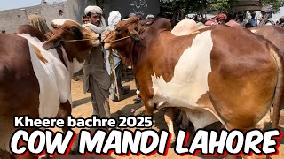 Cow Mandi Lahore  sahiwal cholistani bachre  Kheere bachre 2025  Lahore Bakra Mandi [upl. by Nyrrat]