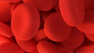 What is the difference between a blood clot and a thrombus [upl. by Airres694]