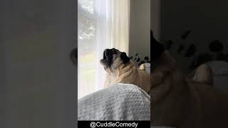 Hilarious Puppy Pug Screams Like He Stubbed His Toe 😂 [upl. by Emolas]