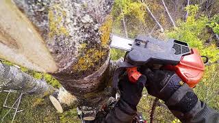 Arborist climbing rotten tree [upl. by Sibilla]