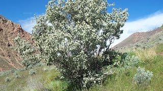 Utah Serviceberry Amelanchier utahensis [upl. by Cummins]