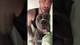 Mino è troppo un dormiglione😂🤪😍❤️ anche i vostri  🤔😛 dog pitbull americanbully funny [upl. by Billat]