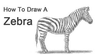 How to Draw a Zebra [upl. by Mello74]