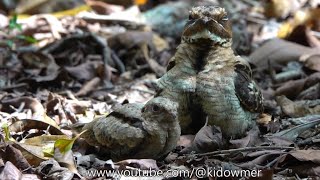 LARGETAILED NIGHTJAR Nesting 19 days [upl. by Eidaj759]