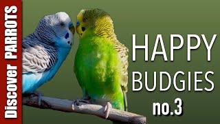 Happy Budgies 3  Budgerigar Sounds to Play for Your Parakeets  Discover PARROTS [upl. by Naashom]