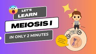 meiosis animation  meiosis cell division animation  meiosis class 9 [upl. by Mad]