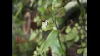 大苞水竹葉Murdannia Bracteata [upl. by Retsae261]