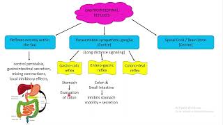 Gastrointestinal reflexes Chapter 63 part 4 Guyton and Hall Physiology [upl. by Ajup597]