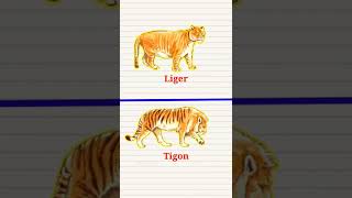 Liger 🦁 vs Tigon 🐅 Why are they different 🤔🤔🤔 shorts viralvideos [upl. by Rozamond406]