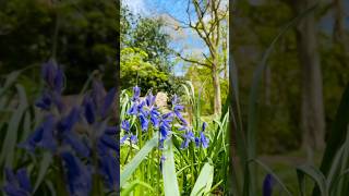 🌳BluebellWoods🌳27 mile circular walk GorlestonOnSea Norfolk UK [upl. by Meridith]