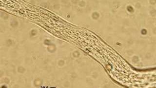 Cytoplasmic Streaming in Pollen Tube [upl. by Natam451]