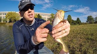 Pond Fishing for Bass Bullheads amp Crappie  Fishing with shrimp and worms [upl. by Aisaim765]