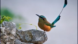 Pajaro Toh Documental [upl. by Akiehs71]