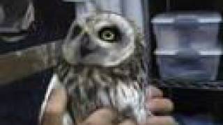 owl release a quotpueoquot is a Hawaiian owl [upl. by Celene901]