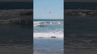 pelícanos comiendo en la playa [upl. by Calvano]