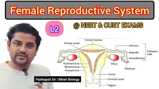 L2 The Female Reproductive System  Human Reproduction class 12  NEET and CUET EXAMS [upl. by Llemrej]