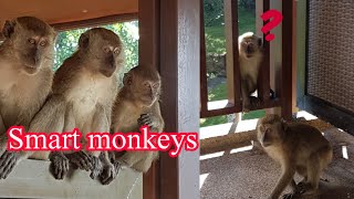 CLUBMED CHERATING BEACH KUANTAN AND THE MONKEYS [upl. by Barvick]