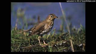 Vogelbestimmung Singdrossel Turdus philomelos [upl. by Baxter]