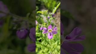 Schizanthus litoralis 🌸 🇨🇱 [upl. by Pare]