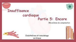 Insuffisance Cardiaque Partie 5 Mécanismes Compensateurs Encore Endothélines Et Remodelage 🫀 [upl. by Enasus]